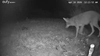 Does this coyote look pregnant?