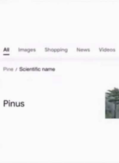 Pinesius the third