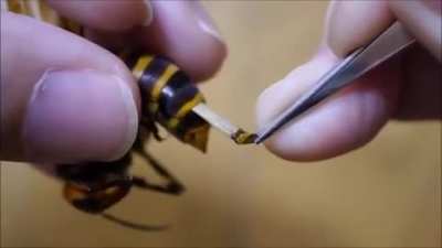 Thanks I hate wasp parasites