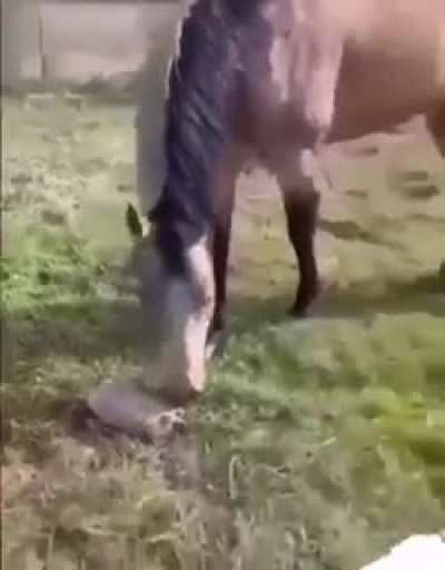 The horse stealing the dogs food