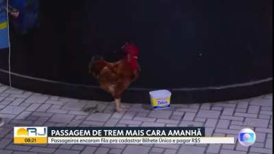 Carioca e seu galo pegando fila para cadastrar o Bilhete Único