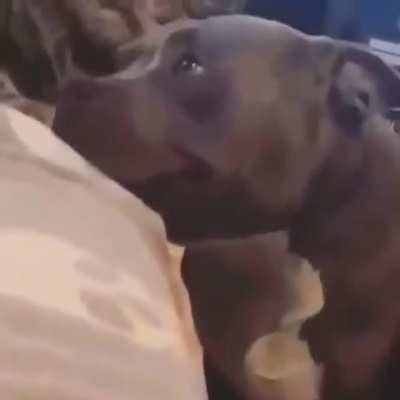 Happy Tail