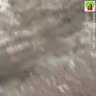 What a rescue, good thing Animal Aid was able to respond so quickly after the dog called for help.