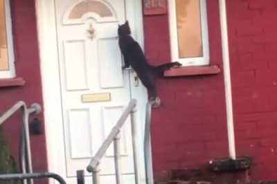 Don’t you hate it when Meowmans knock at your door?
