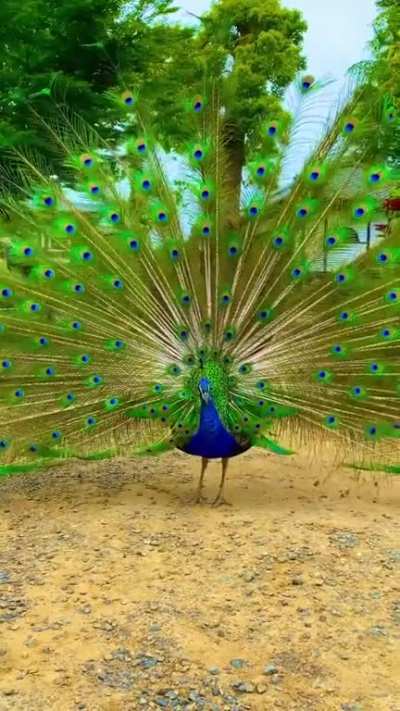 Show Off!