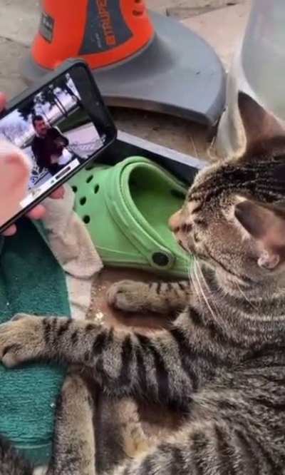 We ARE not cats