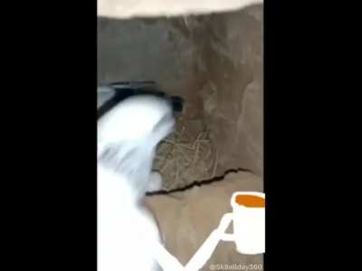 Caffeine pigeon