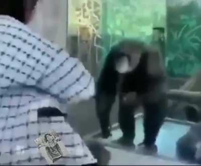 Cringe human vs based monkey