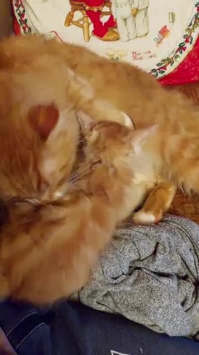 Why is my older (male) cat so fond of aggressively licking my new kitten (also male)?