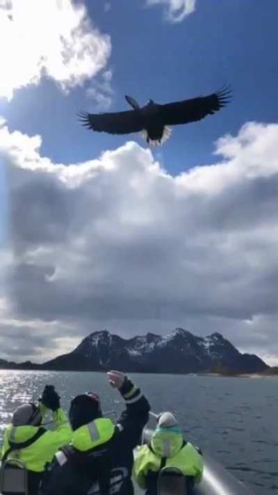 AcrobatBird