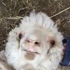 Wake Up Sheeple