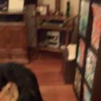 the puppy attack