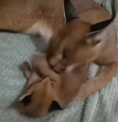 Котики