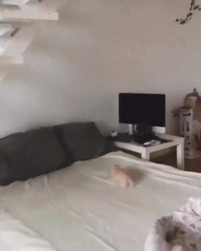 Bed zoomies