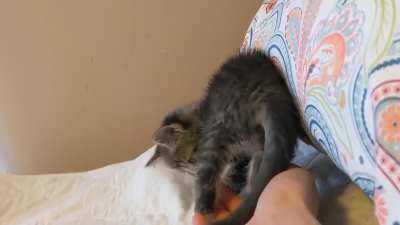 My new kitten has a very interested way of attacking.