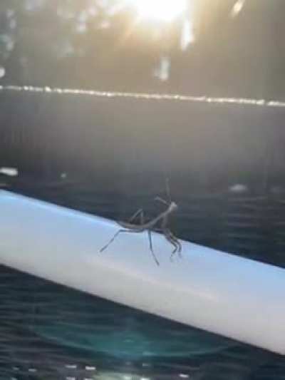 Mantis encounter