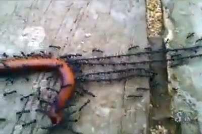Ants teamwork