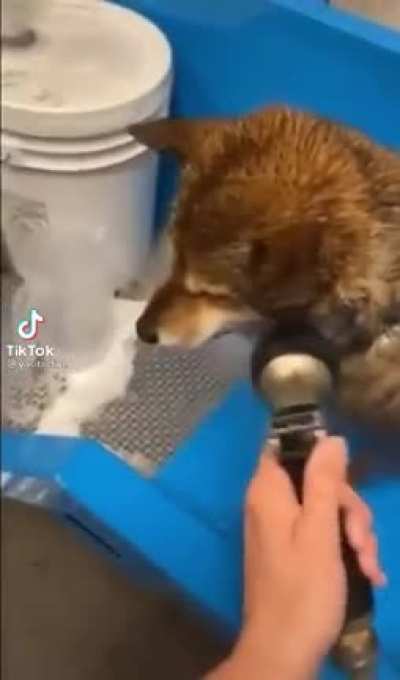 Washed dog