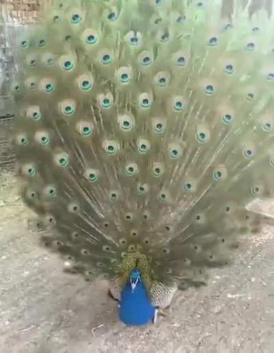 You have NEVER seen peacocks like this before