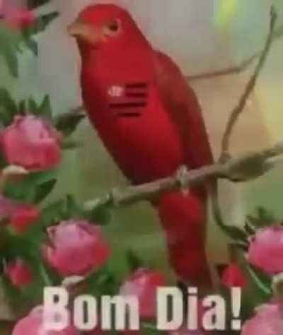 boa noite