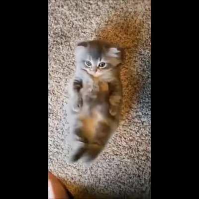 Derpy Kitten Wants More