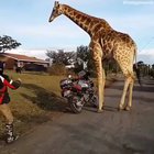 Big boye does a motorcycle