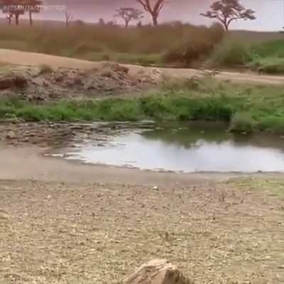 gazela dribla e manda uma leoa para outra dimensão