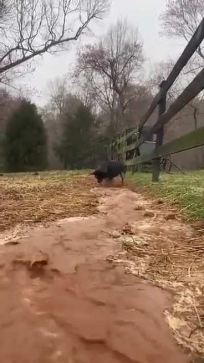 The irrigation dog
