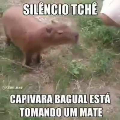cala boca o carpincho tomando um matecinho