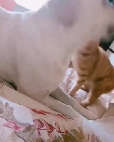 You can't watch tv while am with you