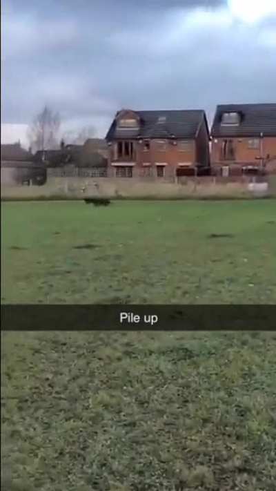 Dog scream