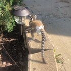 King Julian : Cut a little too short because, lemur