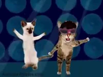 go kitty go