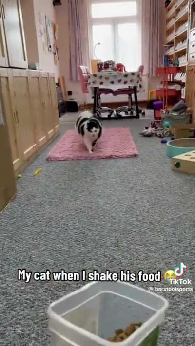 of a cat
