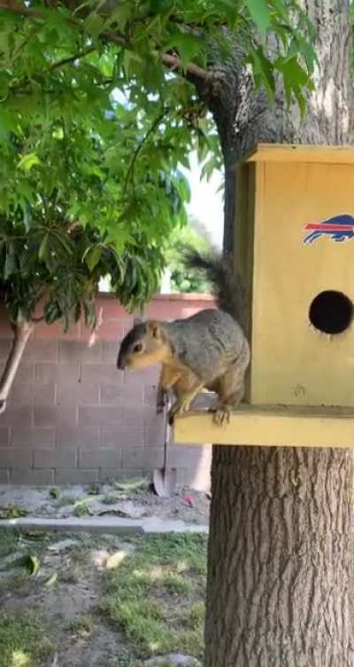 Forgot to bring him some nuts