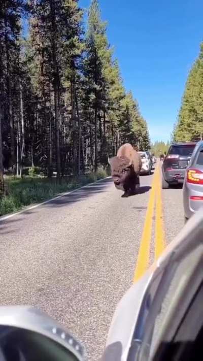 Enormous boye