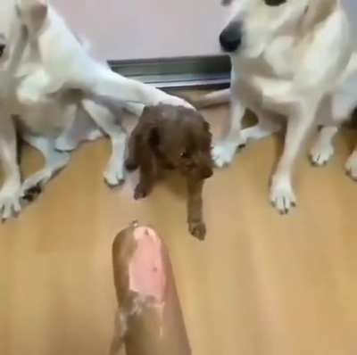 They told him not to, but he didn't listen.