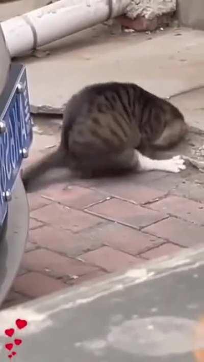 Cat born hunter