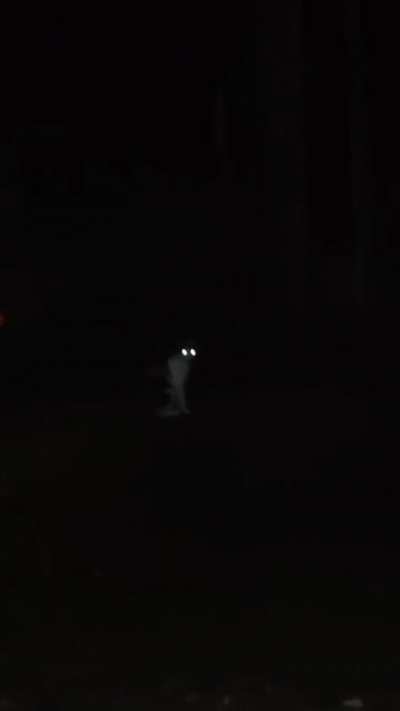 Calling my cat in the night