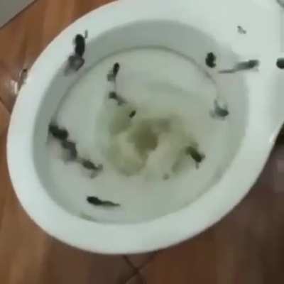 It must be stressful living in the rim of a toilet
