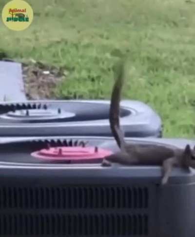 Blursed_Squirrel