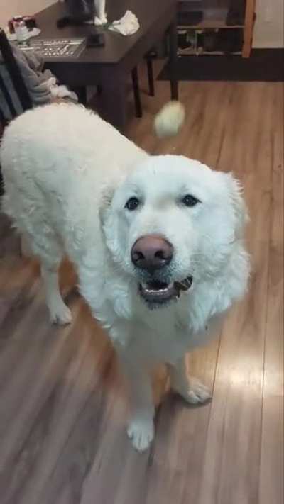 The renowned pyr catching ability in action