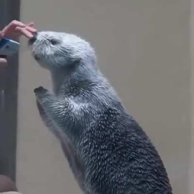 Checking-Sea-Otter-temperature