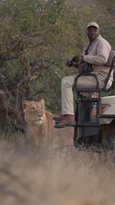 I definitely saw a lioness! Where the Hell did she go?! Oh s#*¥!