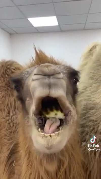Yes, camels can eat cacti