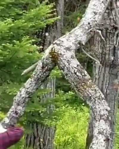 If Treebeard knew what happened to the entwives...
