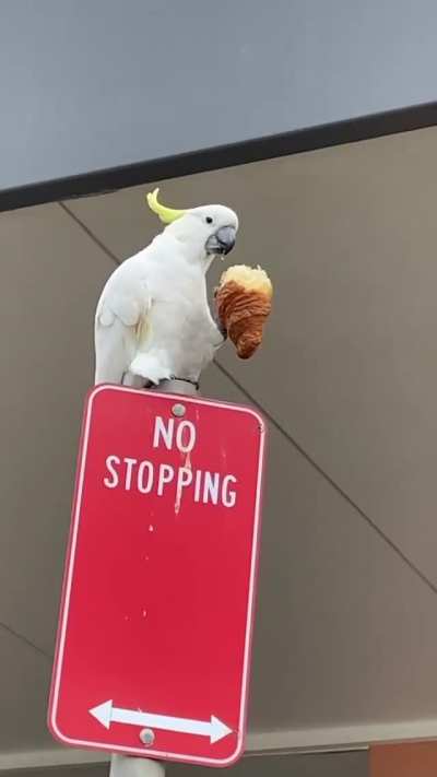 a croissant for the fellow