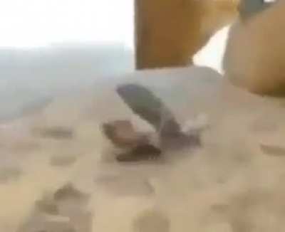 sex (maybe real)