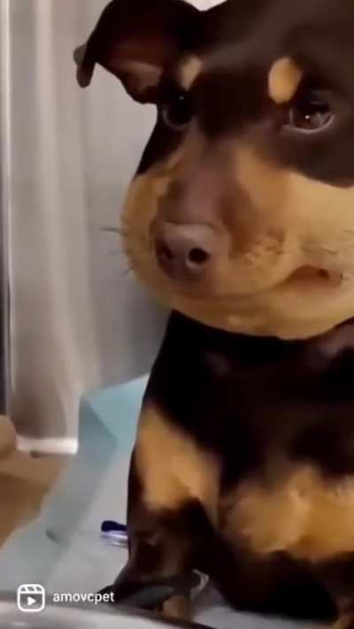 Dog eats spicy fly, gets stung