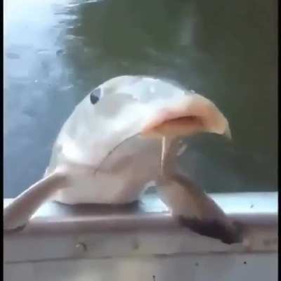 The fish do be getting thirsty tho